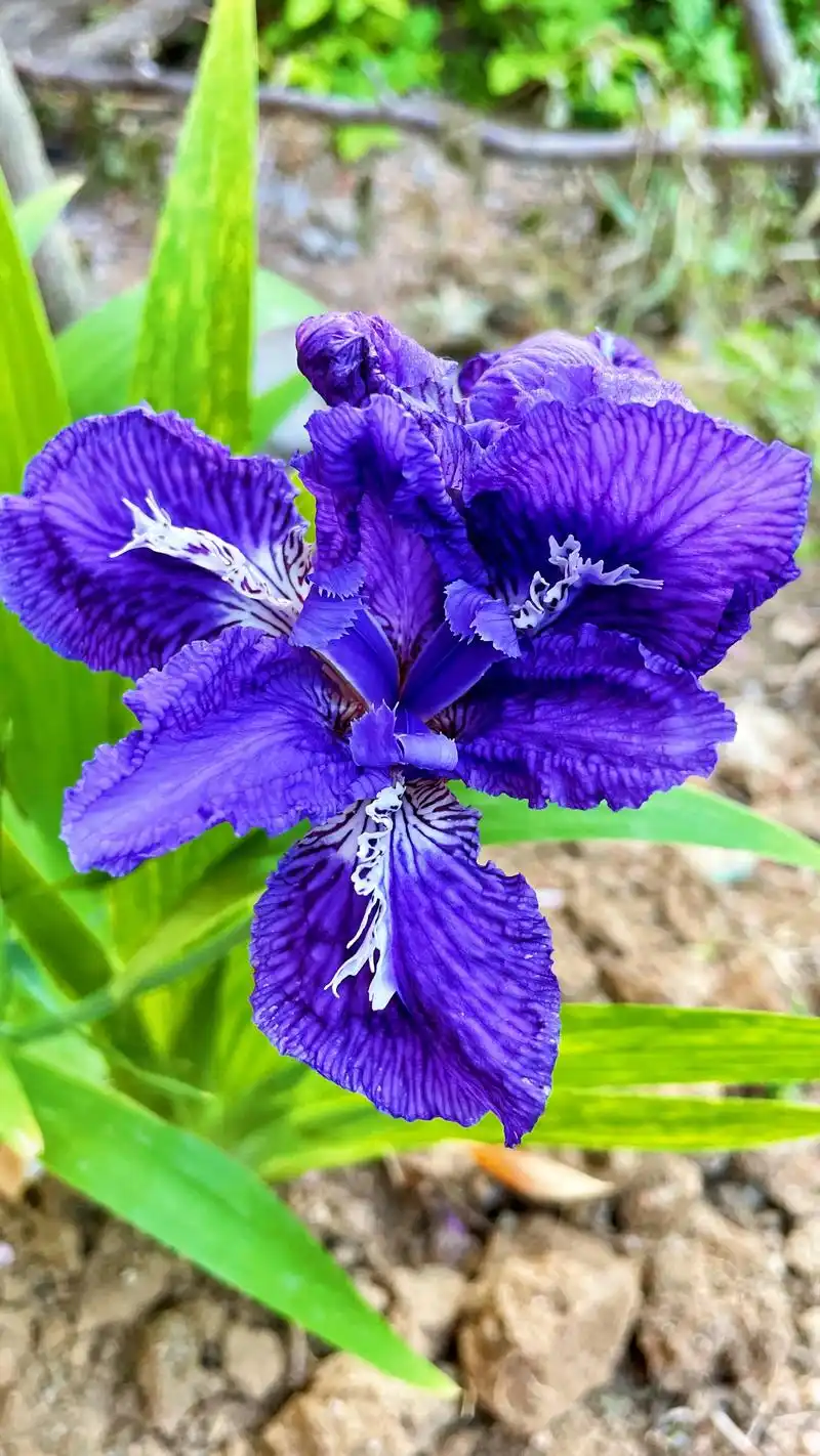 鸢尾花 鸢尾花的花色丰富,有蓝色,白色,紫色和黄色.鸢尾花的 - 抖音