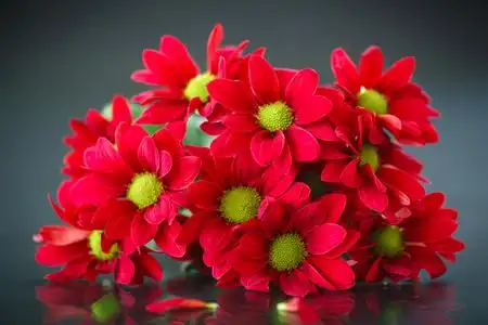 束美丽的菊花图片