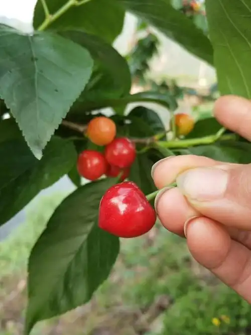 蒲江樱桃农家自助采摘!