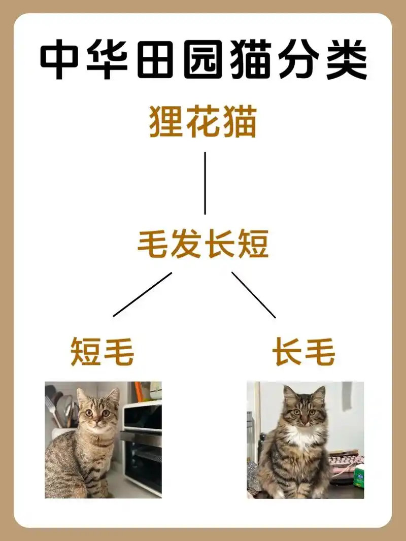 狸花猫是中华田园猫的一种,又称中华狸 - 抖音