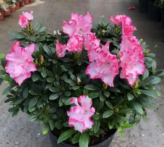 养四季杜鹃了解掌握3个要点叶片油绿不黄叶开花又多又鲜艳