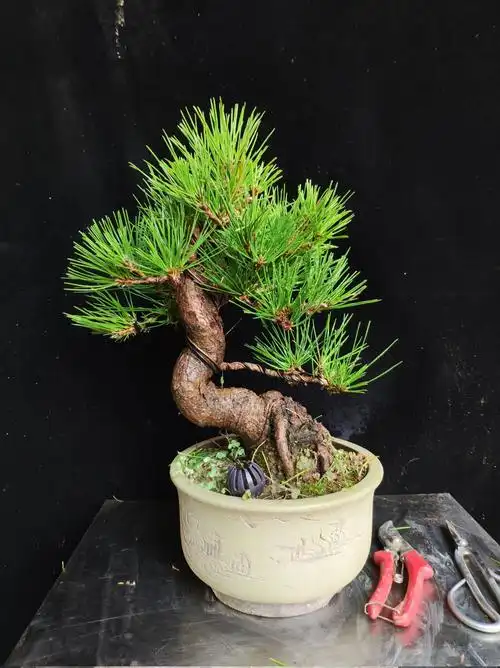 黑松提根千寿丸矮霸造型大阪松老桩盆景苗盆栽阳台养殖方法,图片,价格