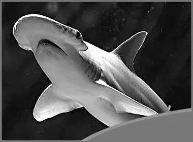 科学家评出十大钟情动物 蜘蛛列首位(组图)