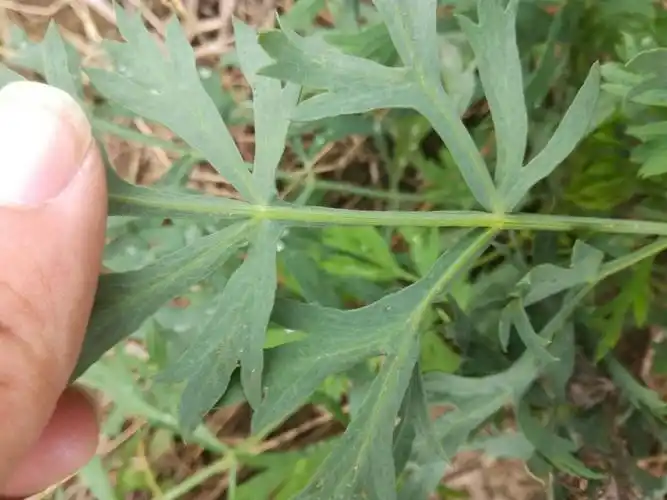 植物室外图片 中药制药1502 09 郝昱森