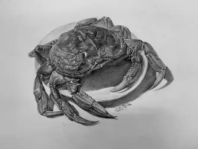 新作,大闸蟹 - 原创作品 - 站酷(zcool)