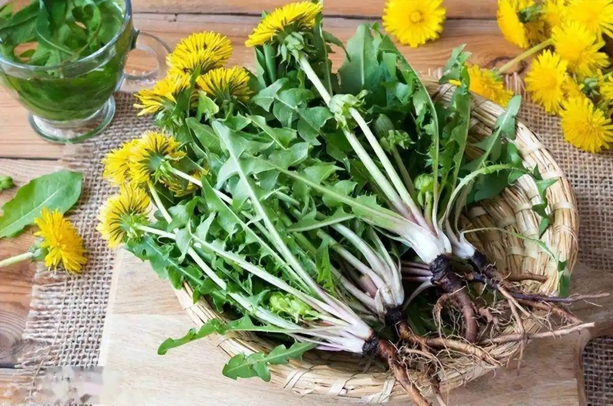 3,清热解毒蒲公英茶的主要功效是清热解毒,加快人体内毒素代谢,阻止