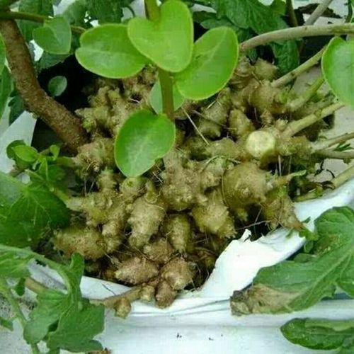 藤三七植物苗盆栽室内绿植川七块根食用家养爬藤绿化苗可水培