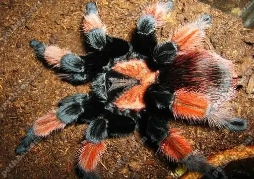 墨西哥火脚蜘蛛