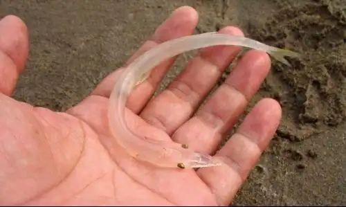 什么鱼透明的,,,这个有谁认识?