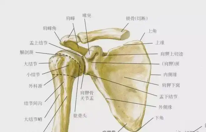 一起学习《肩关节各部位解剖及查体汇总》