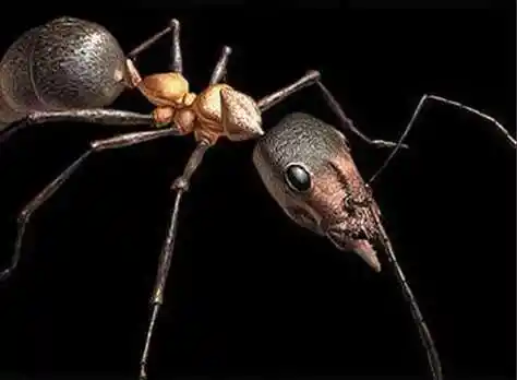 非洲黑刺大腭蚁吃大象图片,食蚁兽能吃黑刺大腭蚁吗?
