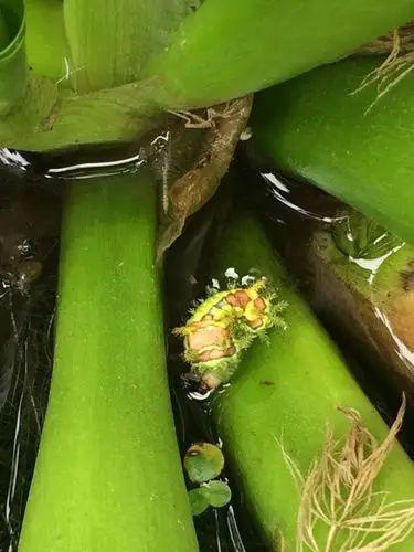 朋友们,刚才被这种毛毛虫扎了一下,无大碍吧