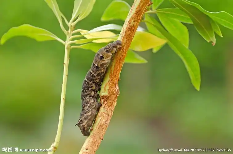 毛毛虫图片