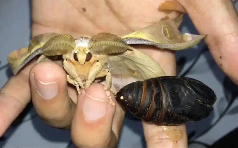 市场卖的蚕蛹孵化后…看完你还敢吃么?