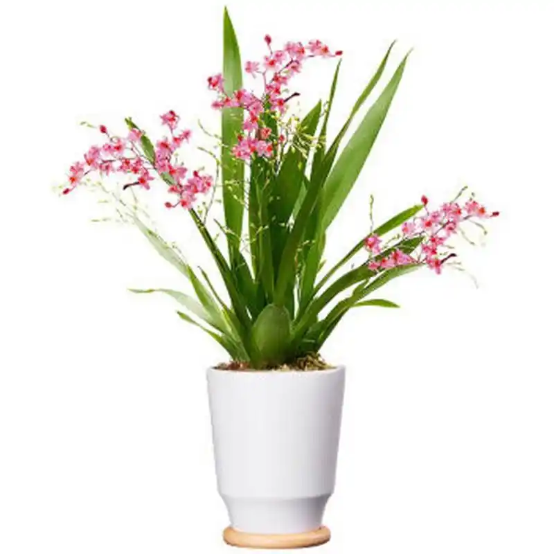 大家好,我今天要给大家分享关于盆栽跳舞兰的养殖方法和注意事项.