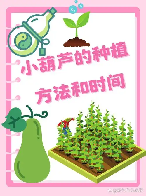 小葫芦的种植方法和时间