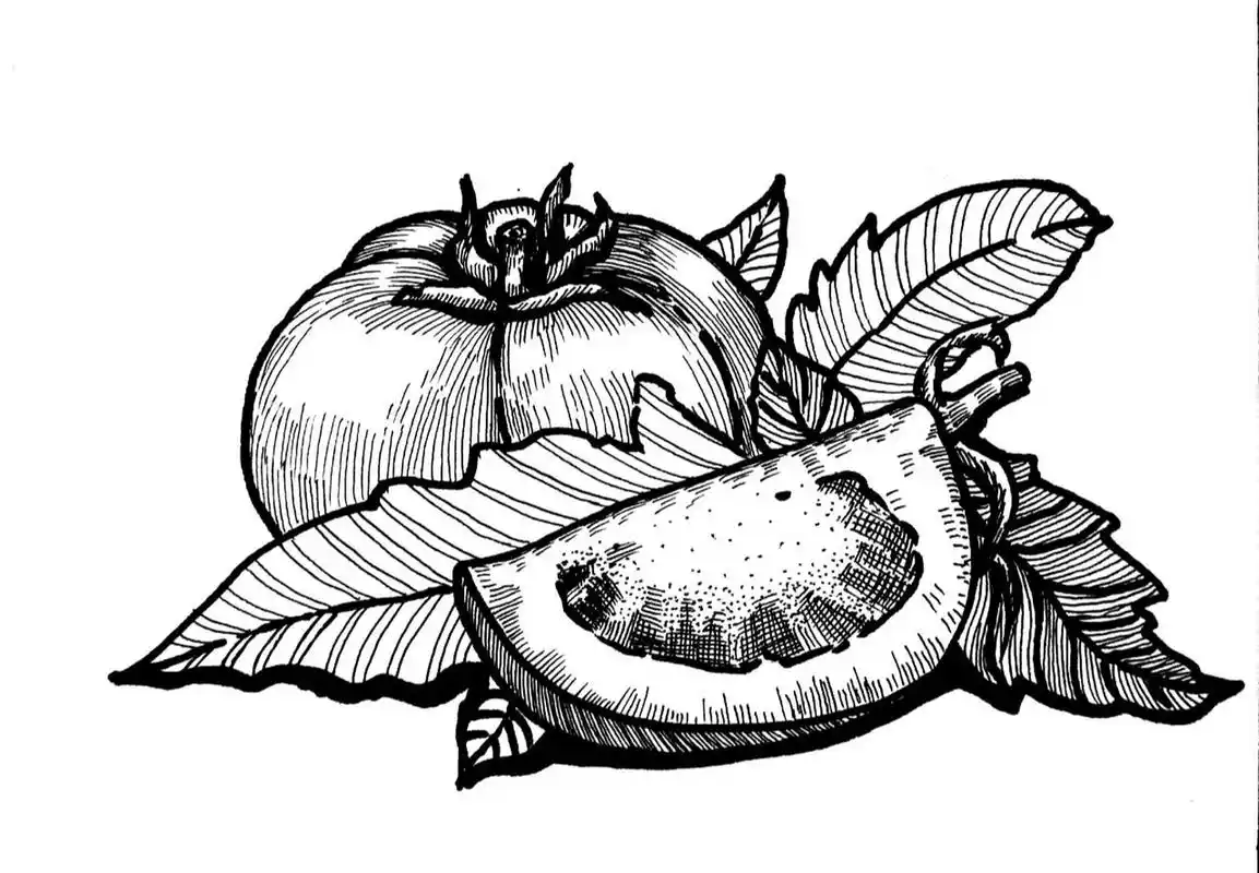 西红柿写生#蔬菜写生#黑白线描画#创意美术 《西红柿97写生》 适合