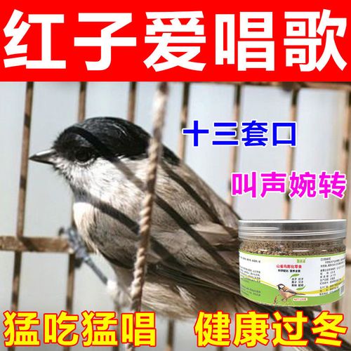 红子鸟食红子贝子一吃大唱高档营养壮膘亮羽提性鸣叫过冬专用食