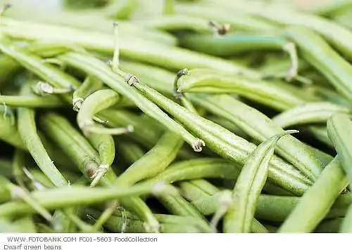 四季豆,刀豆;dwarf beans; french bean