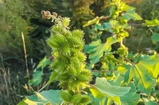 上林农村这种东西,让人很讨厌,但泡酒却有妙用(上林时空)