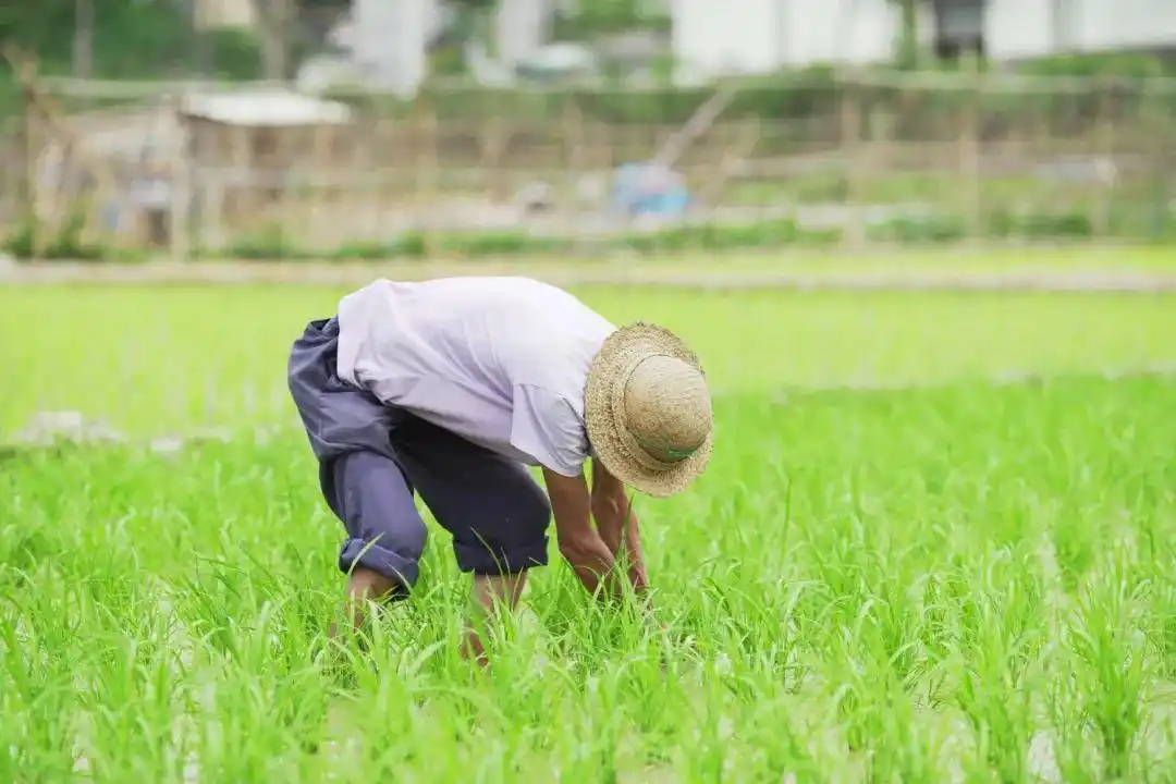 等待收成之时的喜悦用汗水播种下一年的希望那辛勤劳作的农民伯伯正弯
