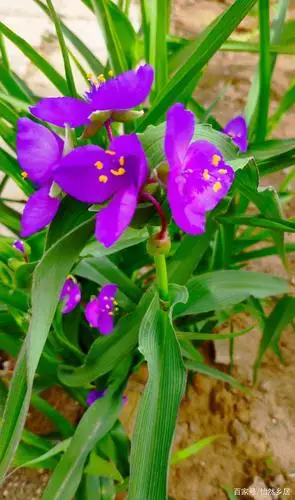 墙角,那一束盛开的竹节兰