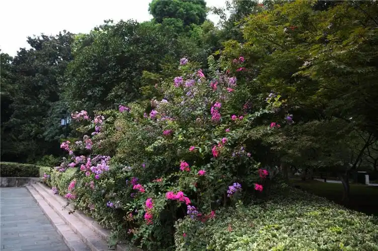 千屈菜科,紫薇属落叶灌木或小乔木,紫薇树姿优美,树干光滑洁净,花色