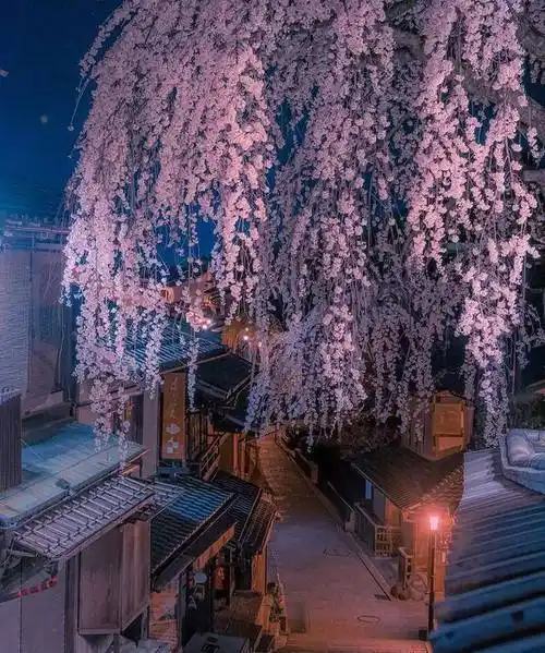 春季避开人群,自在赏樱,大啖梦幻咖啡美食 —— 京都_