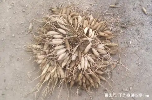 遇上就走运了,根茎能卖400元一斤,是名贵的"三百棒"