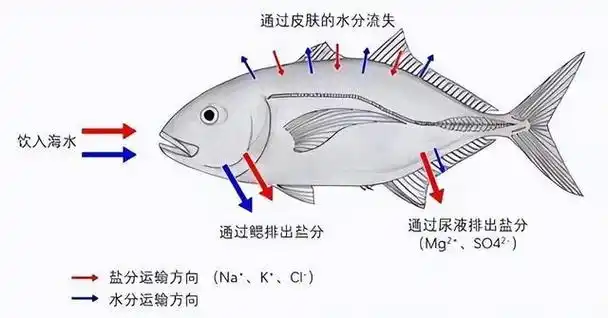 黄河每天冲鱼入海,淡水鱼无法存活在海中,它们都去了哪里