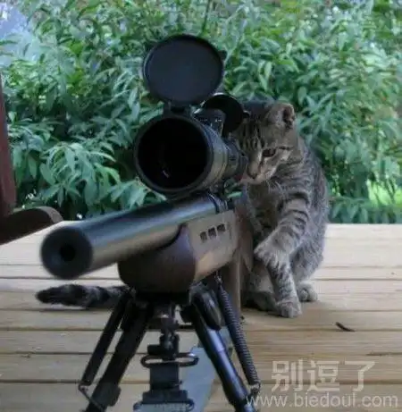 拿着枪的小猫咪