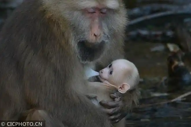 3月9日,一只黄山短尾猴母亲在为自己刚刚出生的宝宝喂奶.