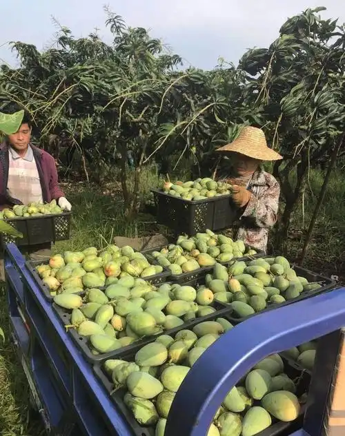急爱心帮芒海南台农成熟待销1498元55斤包邮今天正在摘果恳请您助力