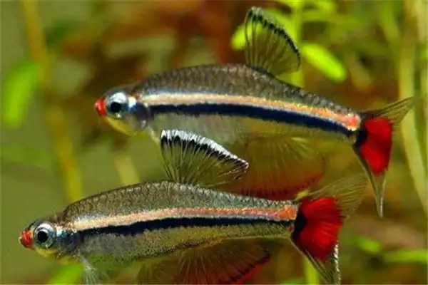 十大养不死的冷水鱼锦鲤上榜它的鱼鳞似珍珠