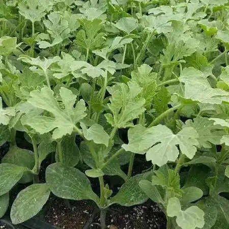 良种瓜苗3510颗西瓜苗8424嫁接苗西瓜苗子秧蔬菜苗西瓜特小凤麒麟西瓜