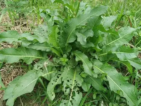 驴尾巴的营养功效,驴肉的价值远远大于你的想象