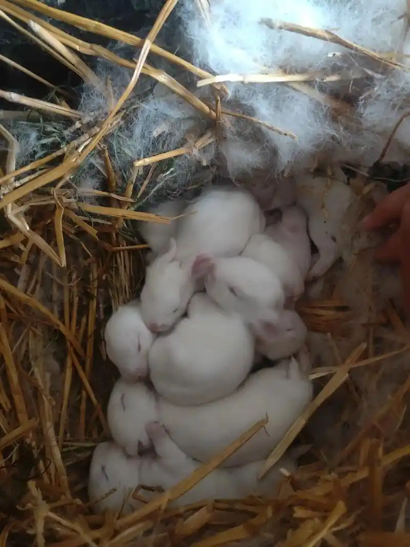 动物幼崽 出生第十天的小兔子 - 抖音