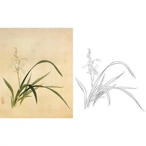 俞致贞工笔花鸟白描底稿兰花秋兰斗方小品册页a371