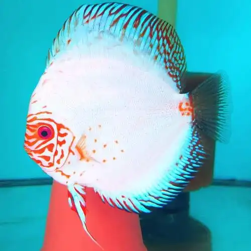 10大最漂亮的七彩神仙鱼品种