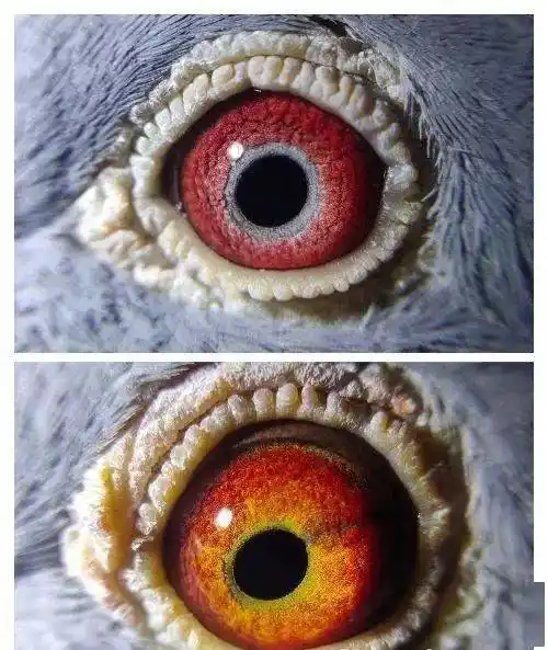 2020年种鸽配对鸽眼欣赏欢迎指教