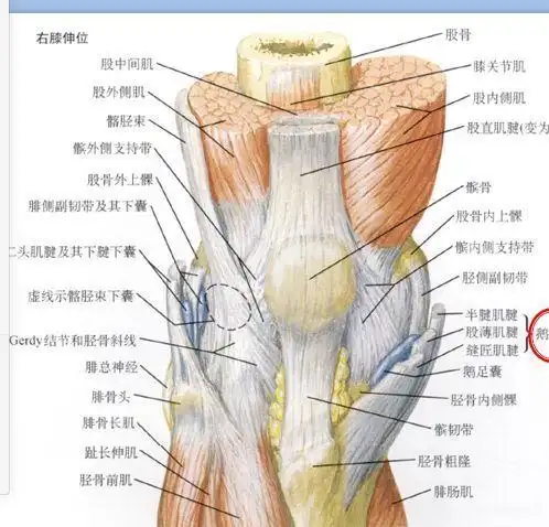 怎样恢复跑步造成的膝盖及连带部分的损伤?