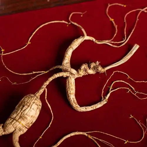 东北人参正品灵阳礼盒一等老人野山生鲜参野山参