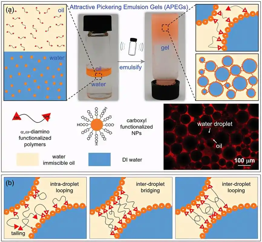 《adv. mater.》浙江大学陈东/高翔:有吸引力的 pickering 乳液凝胶_