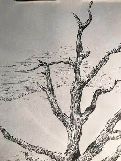 插画 枯木|插画|创作习作|戴春超画 - 原创作品 - 站酷 (zcool)