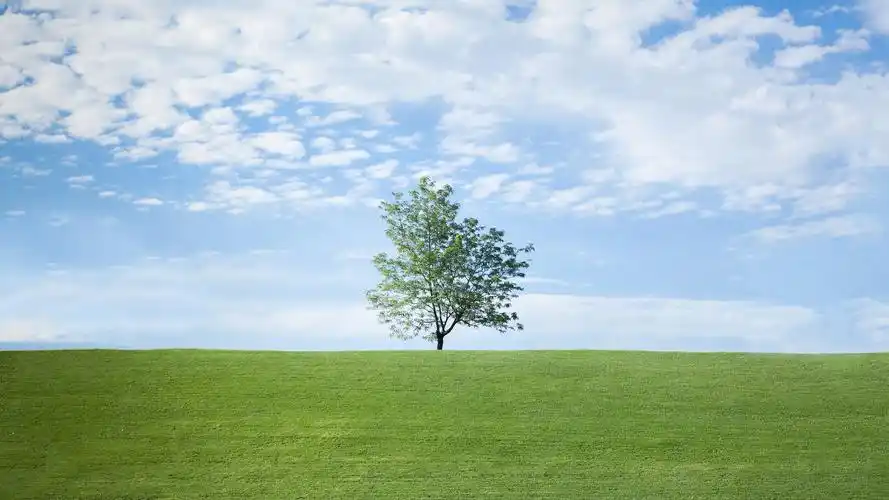 电脑壁纸 风景 碧草蓝天小清新护眼写真