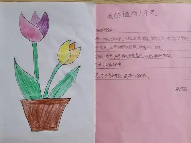 晒晒孩子们的植物记录卡.