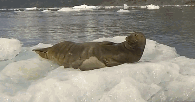 tettamanti的用户在阿拉斯加驾船时,遇见了一只慵懒地伸着懒腰的海豹