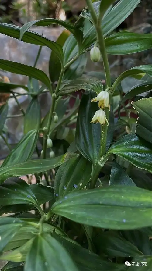 散斑竹根七(天门冬科 竹根七属)