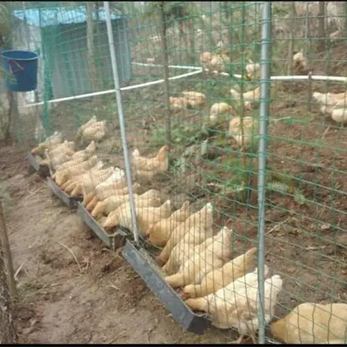 大鸡养殖网围网散养鸡围栏网品质优越