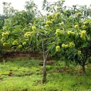 板栗树果苗嫁接特大南方北方种植迁西板栗苗树栗子苗当年结果树苗